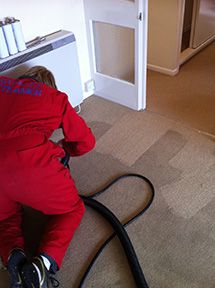 carpet cleaning wellington & somerset